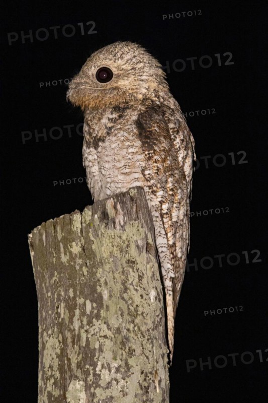 Great potoo (Nyctibius grandis) Pantanal Brazil