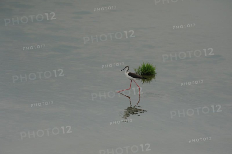 Black-winged Stilt, Himantopus himantopus, italy