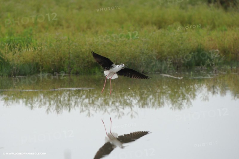 Black-winged Stilt, Himantopus himantopus, italy