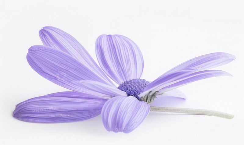 Pale purple chamomile flower on white background, closeup AI generated