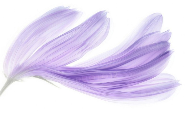 Brush stroke resembling a lily petal, in serene lavender color on white background AI generated