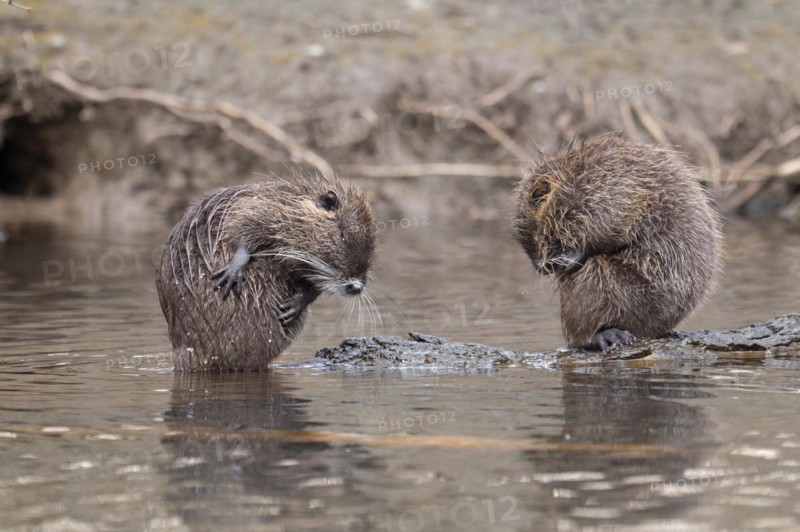 Two nutria (Myocastor coypus), wet, sitting and preening opposite each other, both bent over, one nutria sitting on a branch lying in the water, profile view, background blurred riverside vegetation, Rombergpark, Dortmund, Ruhr area, Germany, Europe