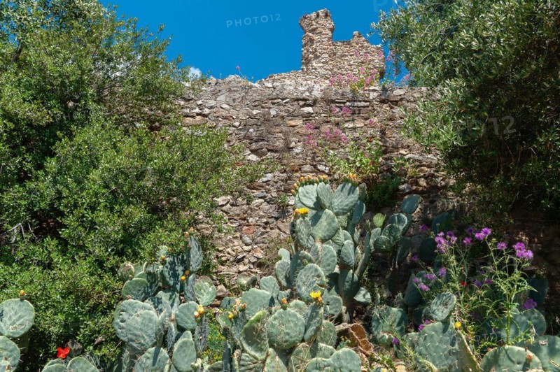 Disc cacti in front of the ruins of Grimaud Castle, Grimaud-Village, Var, Provence-Alpes-Cote d'Azur, France, Europe
