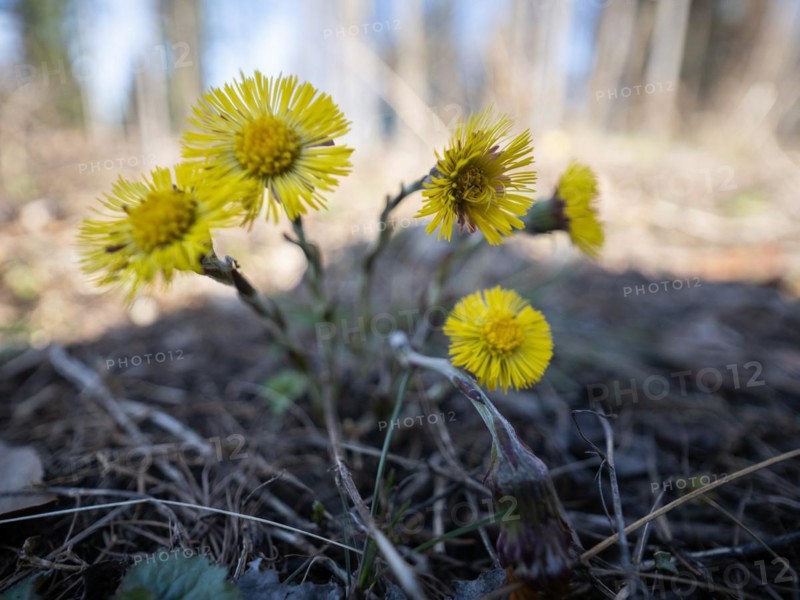 Coltsfoot (Tussilago farfara), Leoben, Styria, Austria, Europe