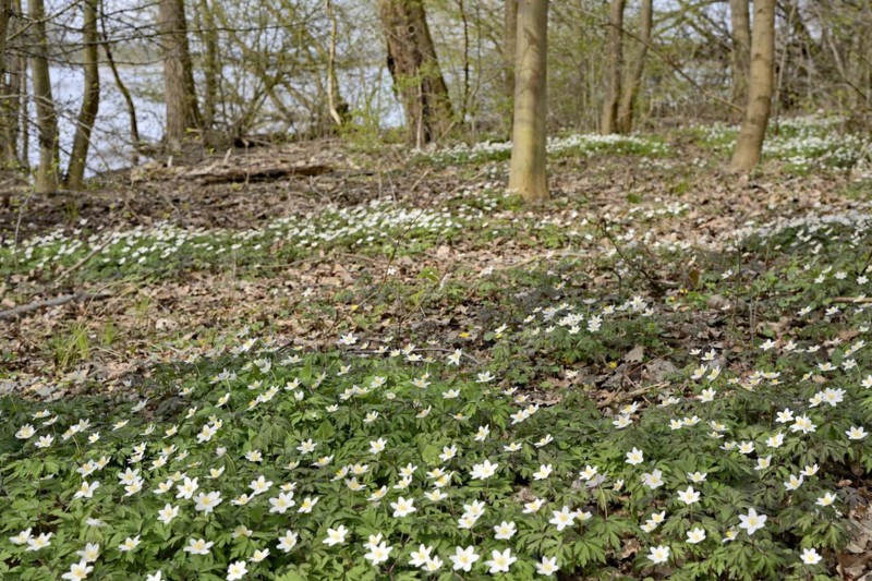 Wood anemone (Anemone nemorosa) blooming between deciduous trees at a lake, North Rhine-Westphalia, Germany, Europe