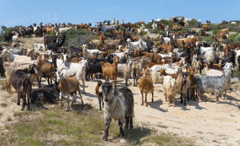 A large herd of goats on a path in natural surroundings, Kriaritsi, Sithonia, Halkidiki, Central Macedonia, Greece, Europe
