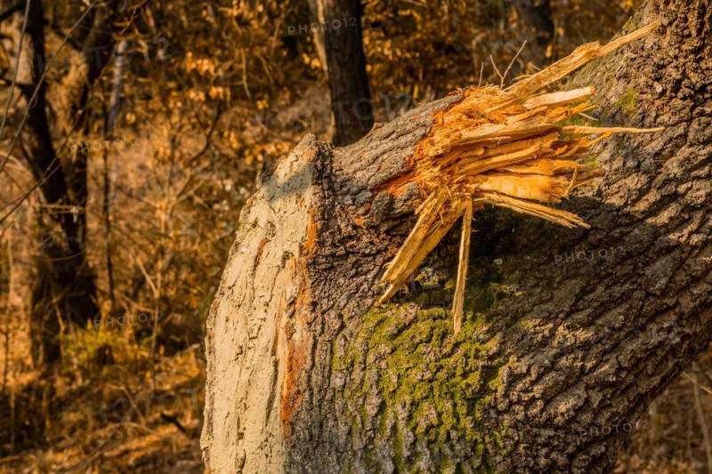 Splintered wood of a broken tree limb with moss showing signs of natural damage, in South Korea