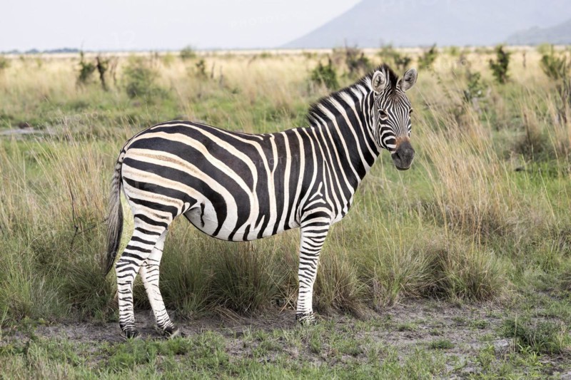 Plains zebra (Equus quagga), Madikwe Game Reserve, North West Province, South Africa, RSA, Africa