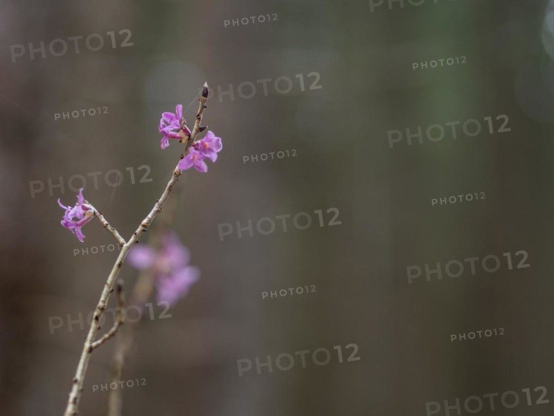 Mezereon (Daphne mezereum), near Tragoess, Styria, Austria, Europe