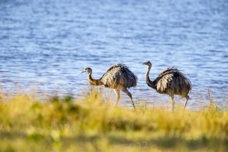Nandu (Rhea americana) Pantanal Brazil