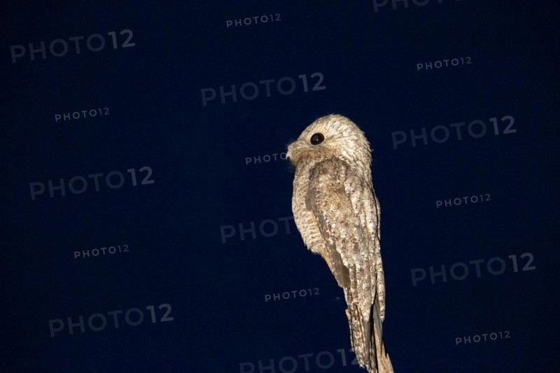 Great potoo (Nyctibius grandis) Pantanal Brazil