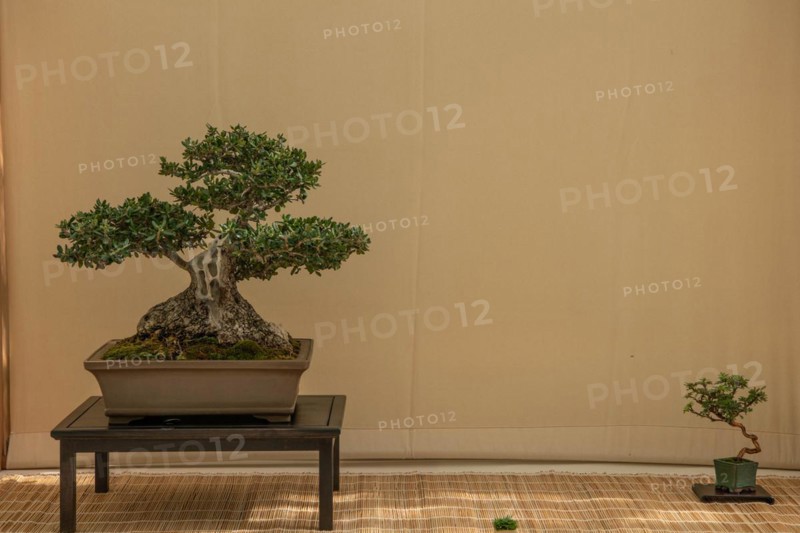 Bonsai