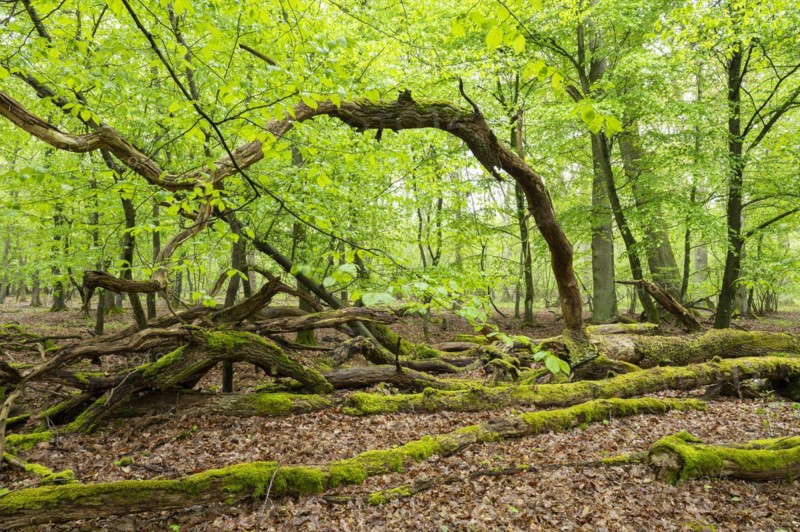 Near-natural deciduous forest, moss-covered deadwood, in spring, Barnbruch Forest nature reserve, Lower Saxony, Germany, Europe