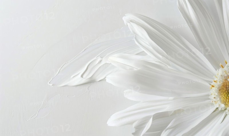 White paint brush stroke and white daisy flower on while background AI generated