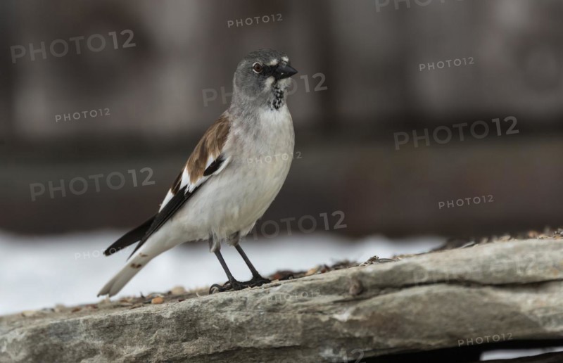 White-winged snowfinch (Montifringilla nivalis) on stone
