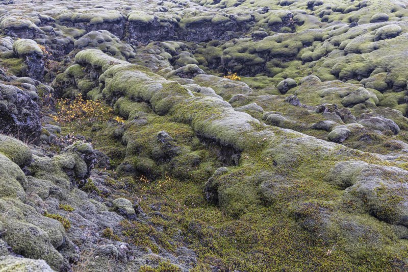 Moss-covered lava field, near Kirkjubaejarklaustur, Sudurland, Iceland, Europe
