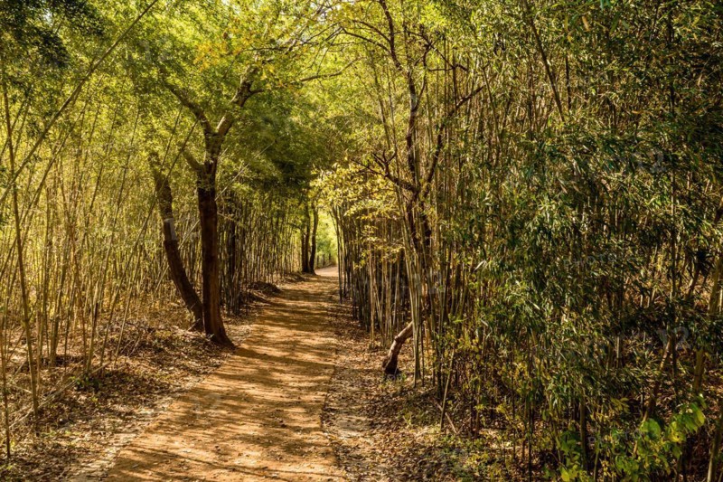 A tranquil forest path surrounded by tall, green bamboo, in South Korea