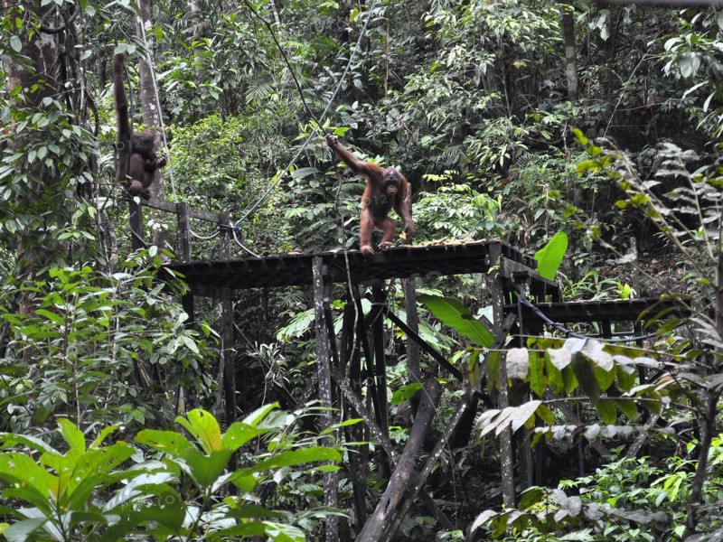 Semenggoh Nature Reserve, Pongo pygmaeus, sarawak, malaysia