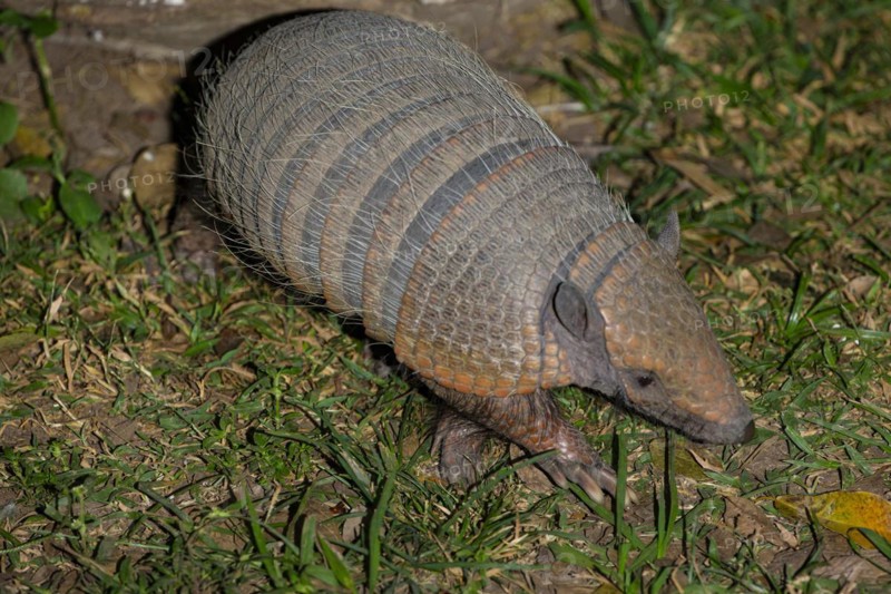 Giant armadillo (Priodontes maximus) Pantanal Brazil