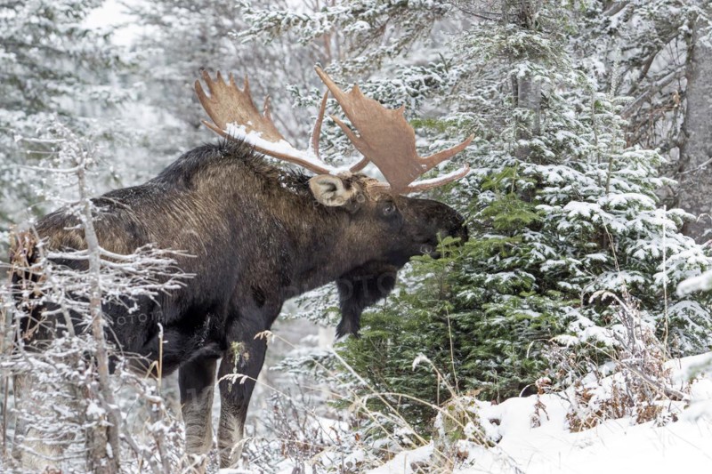 Moose. Alces alces. Bull moose feeding with white spruce in late fall, in a snow-covered forest. Gaspesie conservation park. Province of Quebec. Canada