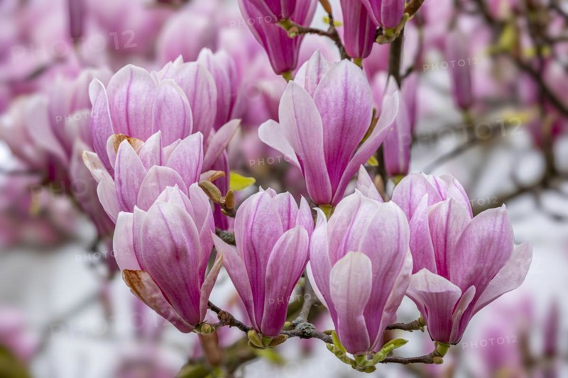 Blossoms of a magnolia (Magnolia), magnolia blossom, magnolia x soulangeana (Magnolia xsoulangeana), Offenbach am Main, Hesse, Germany, Europe