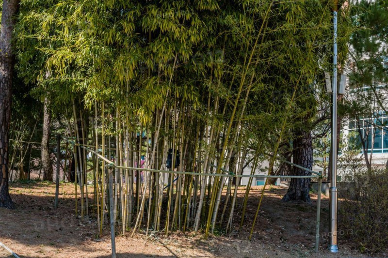 Green bamboo plants supported by wooden stakes in a natural forest setting, in South Korea