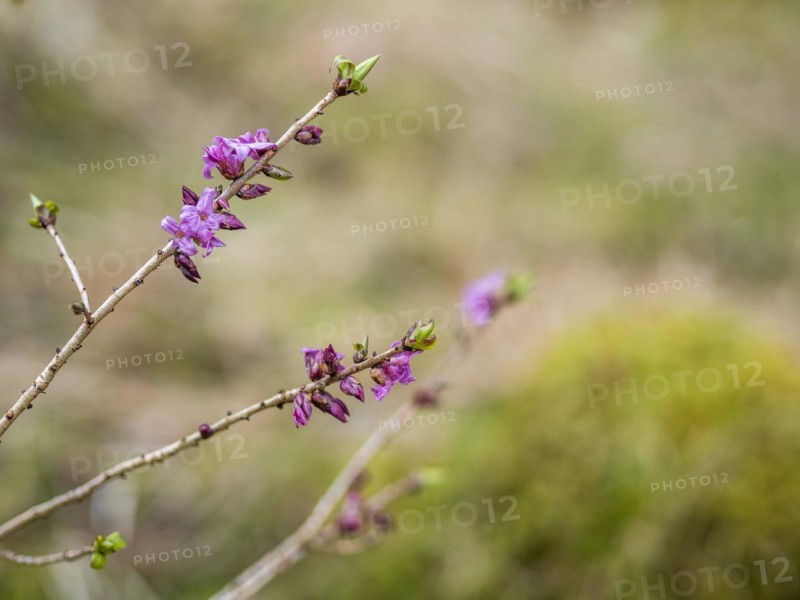 Mezereon (Daphne mezereum), near Tragoess, Styria, Austria, Europe