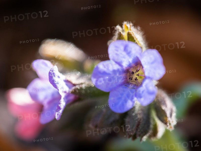 True lungwort or common lungwort (Pulmonaria officinalis), flowers, Leoben, Styria, Austria, Europe