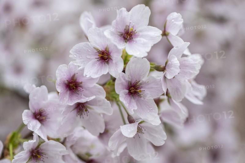 Japanese cherry (Prunus serrulata), Emsland, Lower Saxony, Germany, Europe