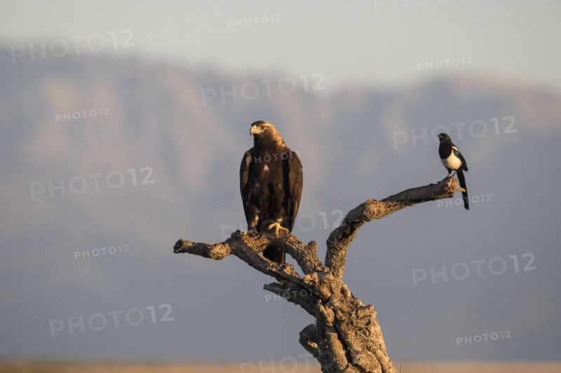 Iberian Eagle, Spanish Imperial Eagle (Aquila adalberti) and european magpie (Pica pica), Extremadura, Castilla La Mancha, Spain, Europe