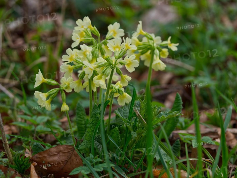 Common cowslip (Primula veris) in the forest