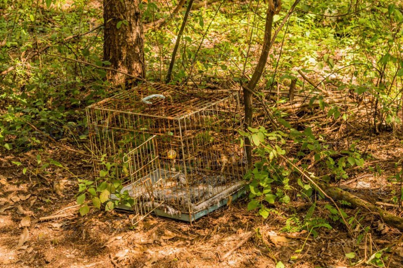 A metallic animal cage discarded in the woods amongst leaves, in South Korea