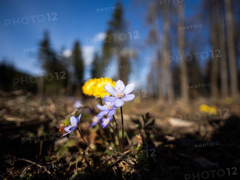 Liverwort (Hepatica nobilis), coltsfoot (Tussilago farfara) behind, Leoben, Styria, Austria, Europe