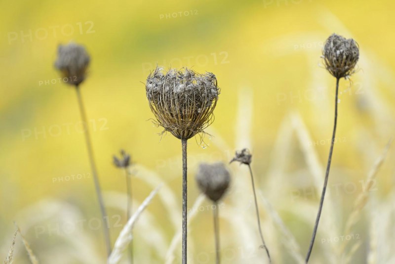 Wild carrot (Daucus carota subsp. carota), dried fruit stalks, Moselle, Rhineland-Palatinate, Germany, Europe