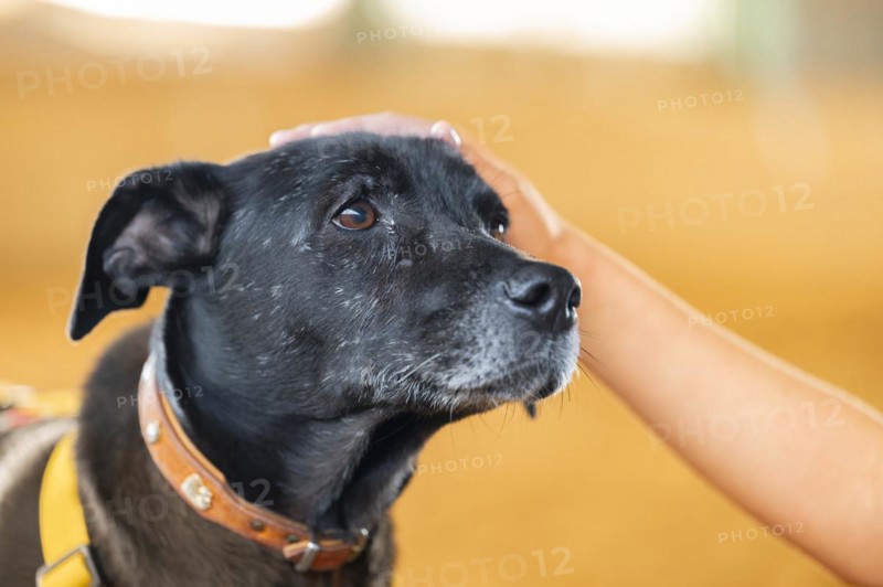 Domestic dog (Canis lupus familiaris), black, female, older, grey muzzle, brown eyes, being stroked on the head by a child, looking hopeful, animal welfare dog, with double protection, yellow harness, close-up, background bright yellow blurred, Hesse, Germany, Europe