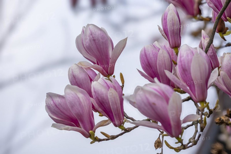 Blossoms of a magnolia (Magnolia), magnolia blossom, magnolia x soulangeana (Magnolia xsoulangeana), Offenbach am Main, Hesse, Germany, Europe