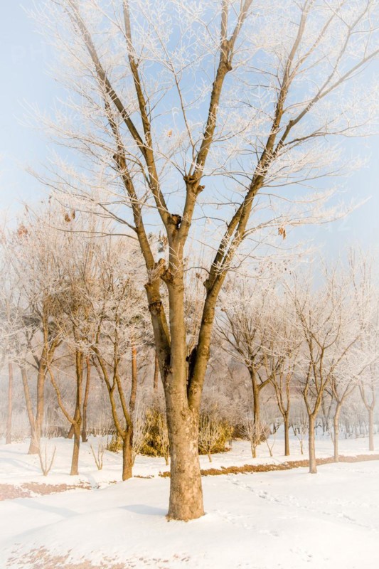 Winter landscape large leafless tree with frost on branches in middle of field covered with snow under an overcast sky in Daejeon, South Korea, Asia