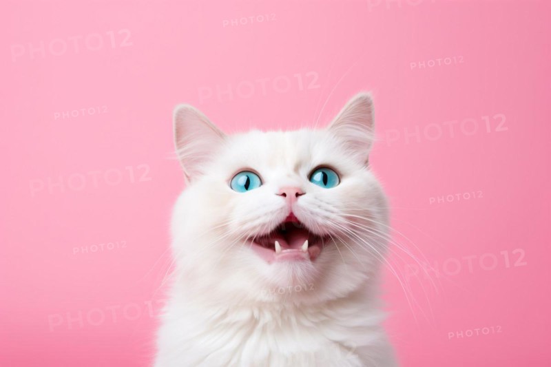 Meowing cat with open mouth on pink studio background. KI generiert, generiert, AI generated