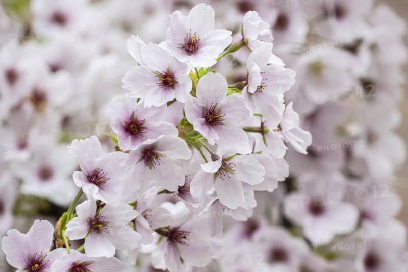Japanese cherry (Prunus serrulata), Emsland, Lower Saxony, Germany, Europe