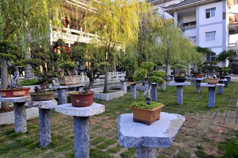 Zhu family bonsai garden, yunnan, china