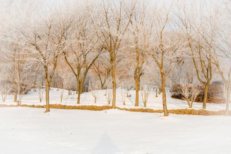 Leafless trees with frost on their branches in a snow covered public park on a winter morning with an overcast sky in Daejeon, South Korea, Asia