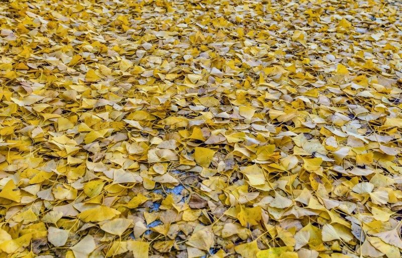 A carpet of bright yellow fallen leaves covering the ground in autumn, in South Korea