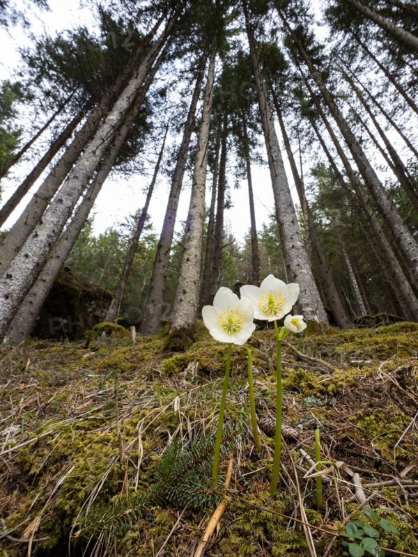 Christmas rose (Helleborus niger), near Tragoess, Styria, Austria, Europe