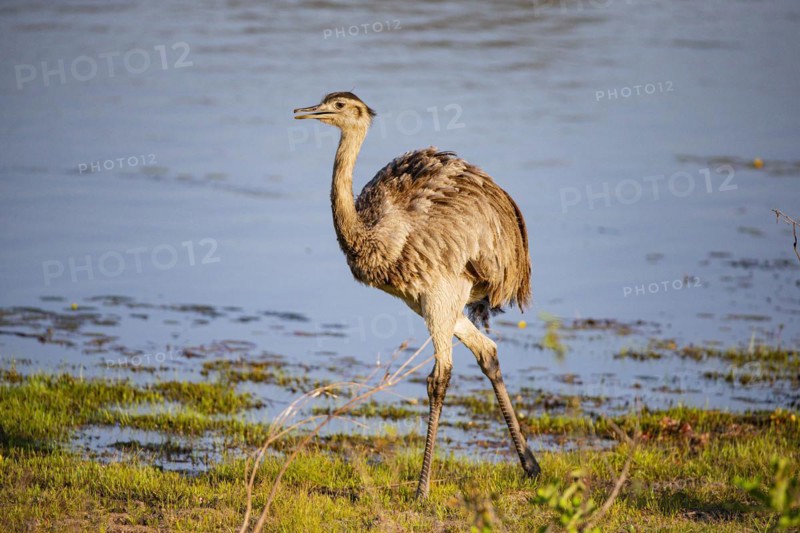 Nandu (Rhea americana) Pantanal Brazil
