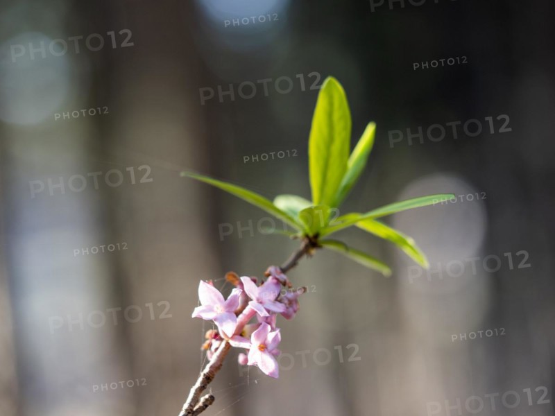 Mezereon (Daphne mezereum), Leoben, Styria, Austria, Europe