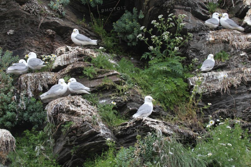 Black-legged kittiwakes (Rissa tridactyla) adults at their nests, Ekkeroy bird cliffs on the Barents Sea, northern Norway, Norway, Scandinavia, Europe