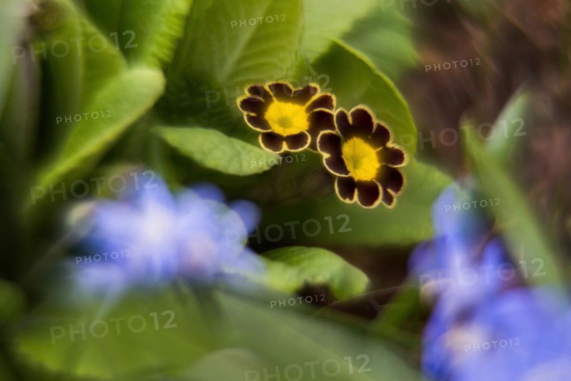 Close-up of two flowers of a primrose (Primula), picturesque, impressionistic, Hesse, Germany, Europe