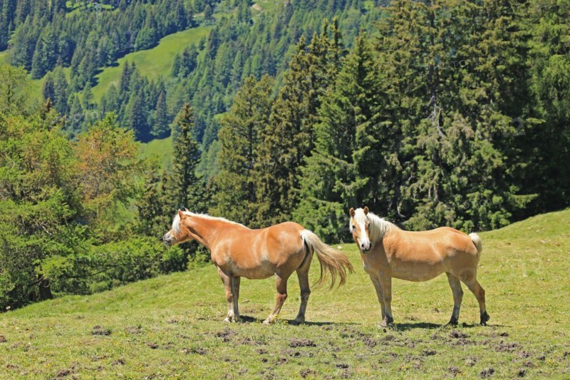 Haflinger, mountains