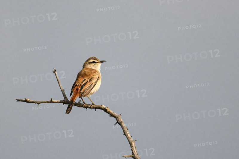 Kalahari scrub robin (Cercotrichas paena), Madikwe Game Reserve, North West Province, South Africa, RSA, Africa
