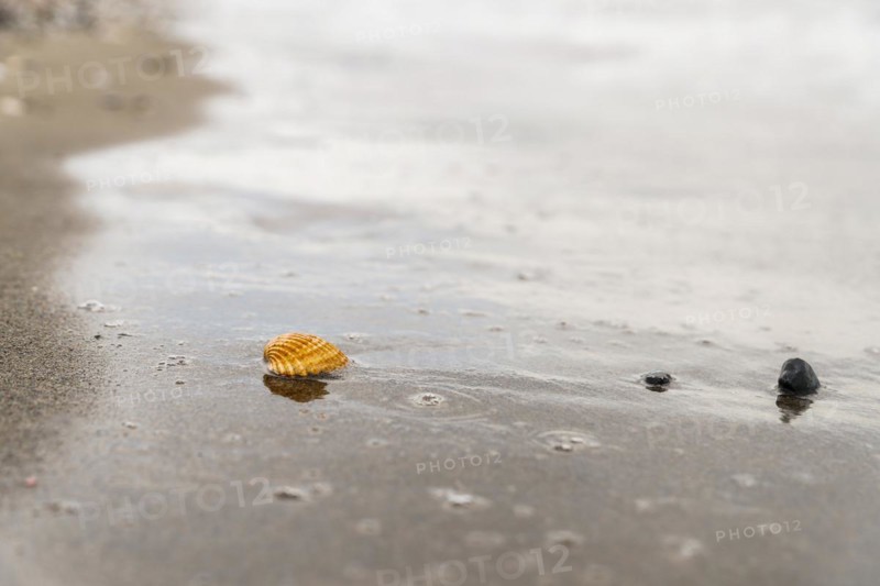 A solitary seashell stands out on a wet sandy beach as the tide recedes, leaving behind a textured surface marked by water bubbles and a nearby smaller shell on the tranquil shore
